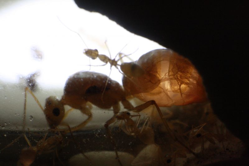 Myrmecocystus mexicanus lighting 2