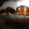 Myrmecocystus mexicanus lighting 1