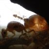 Myrmecocystus mexicanus lighting 2