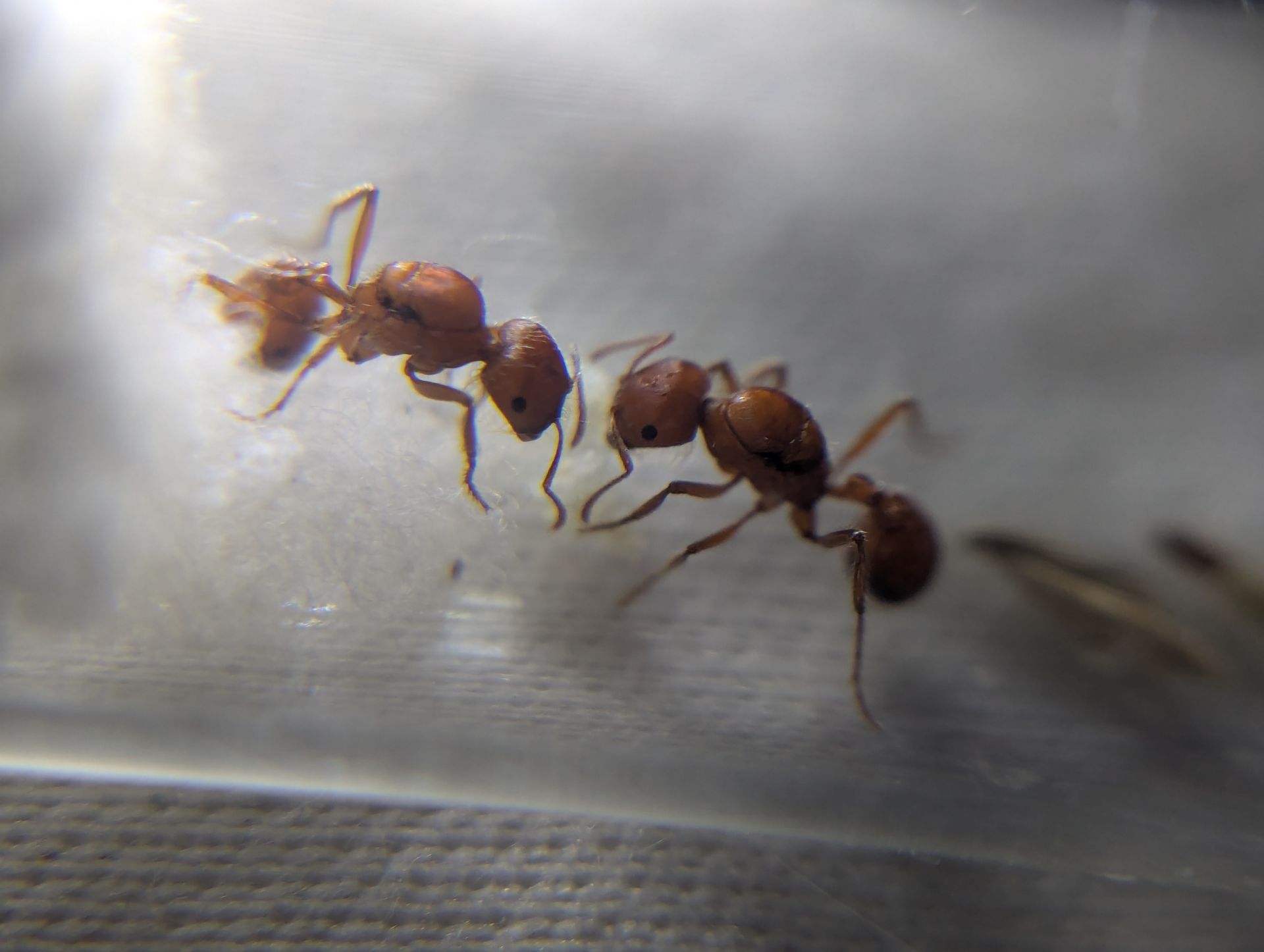 2 queen Pogonomyrmex