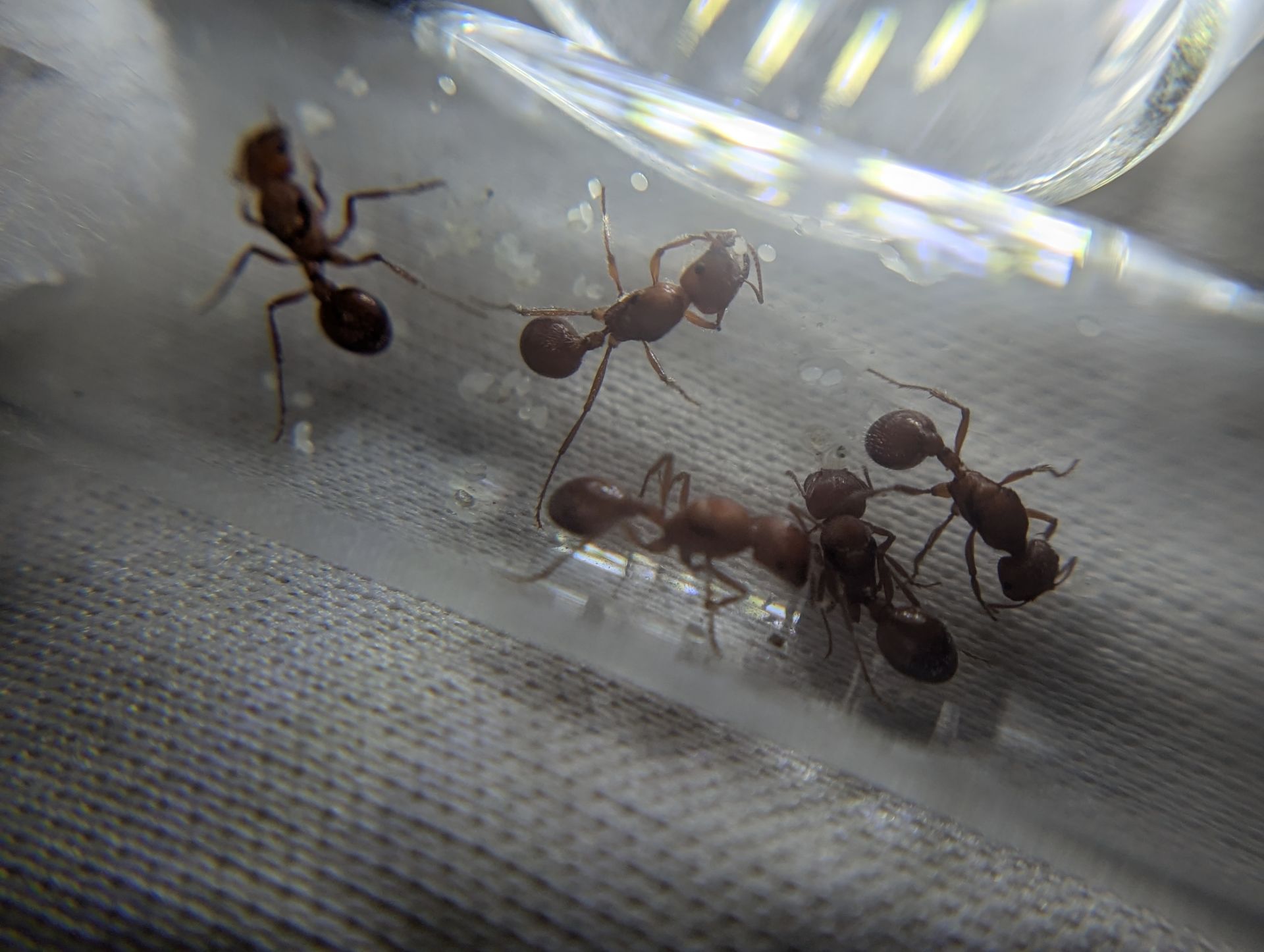 5 queen Pogonomyrmex