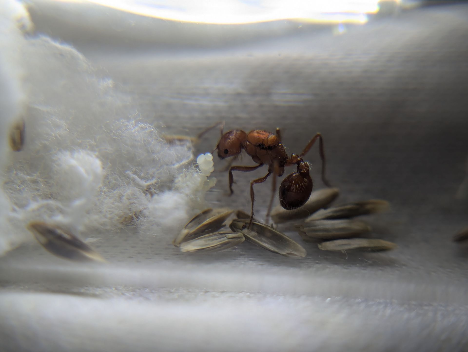 single Pogonomyrmex