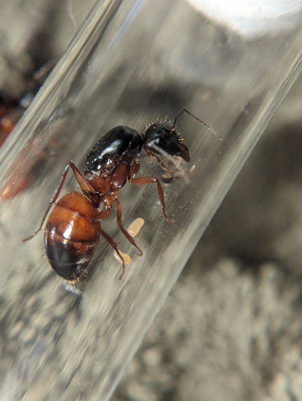 vicinus with eggs