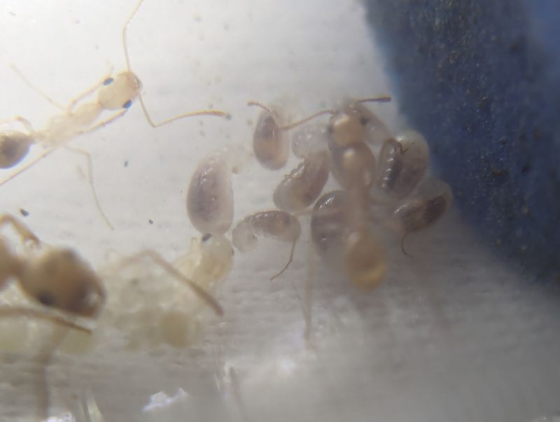 Aphaenogaster megammota larvae