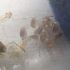 Aphaenogaster megammota larvae