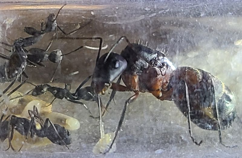 Camponotus cruentatus