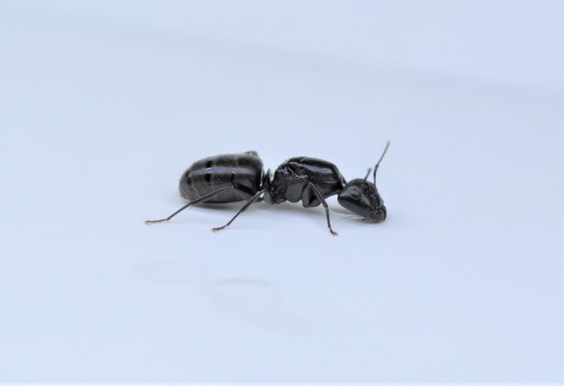 Camponotus pennsylvanicus queen