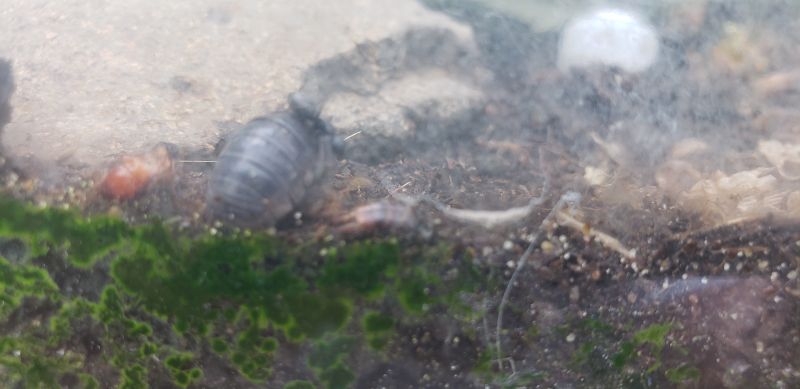 Pill bug and C. Modoc Worker #1