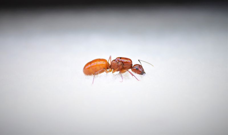 Camponotus castaneus