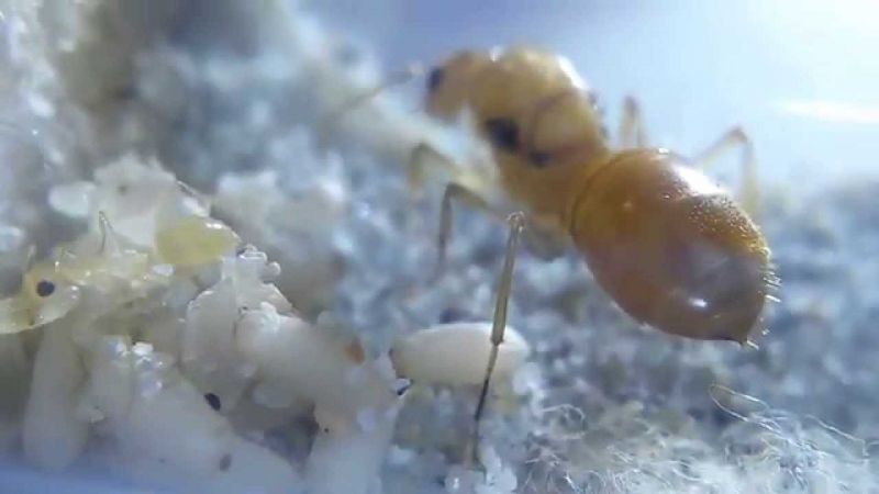 Queen tending to eggs.