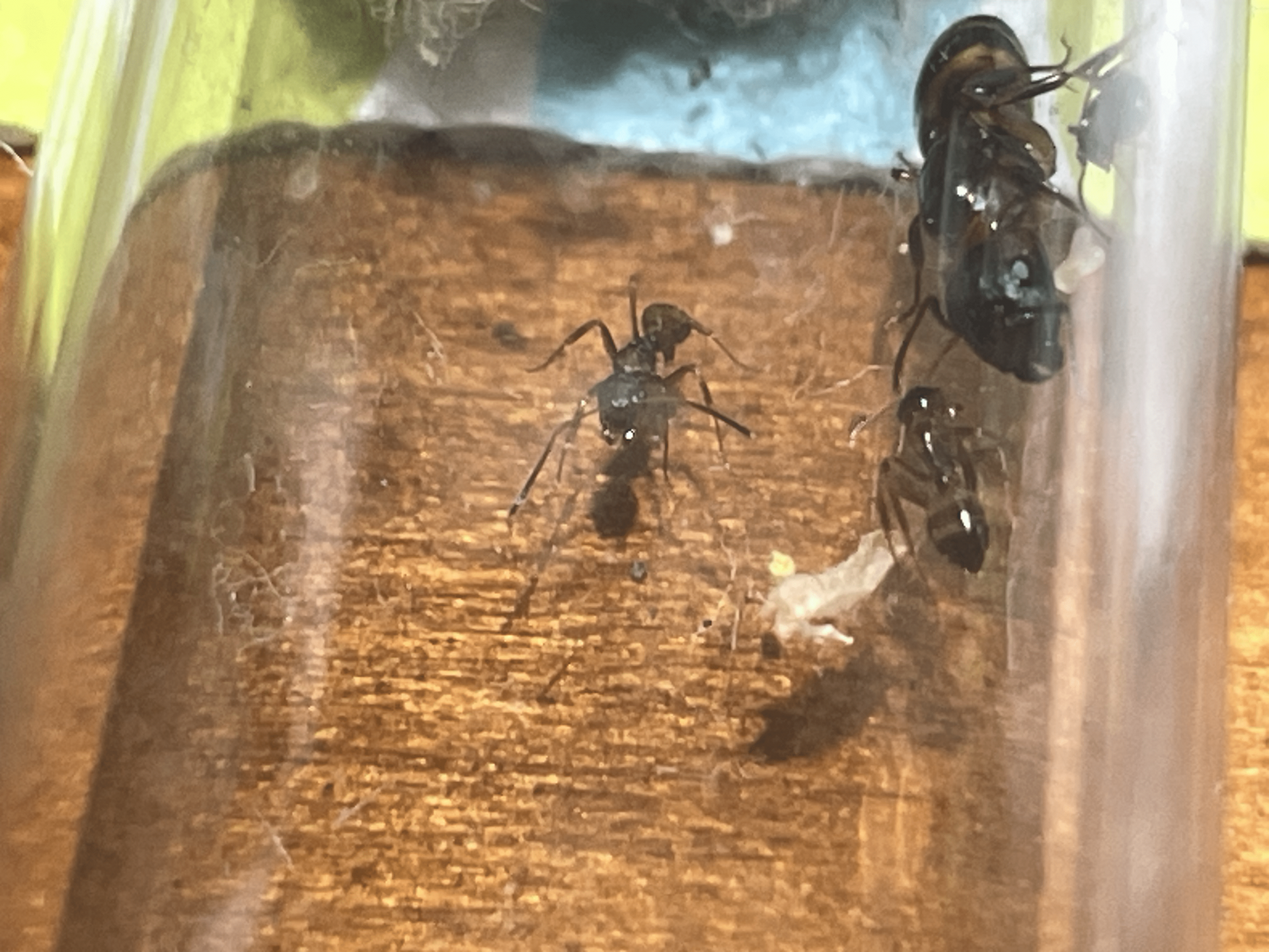 Camponotus subarbatus