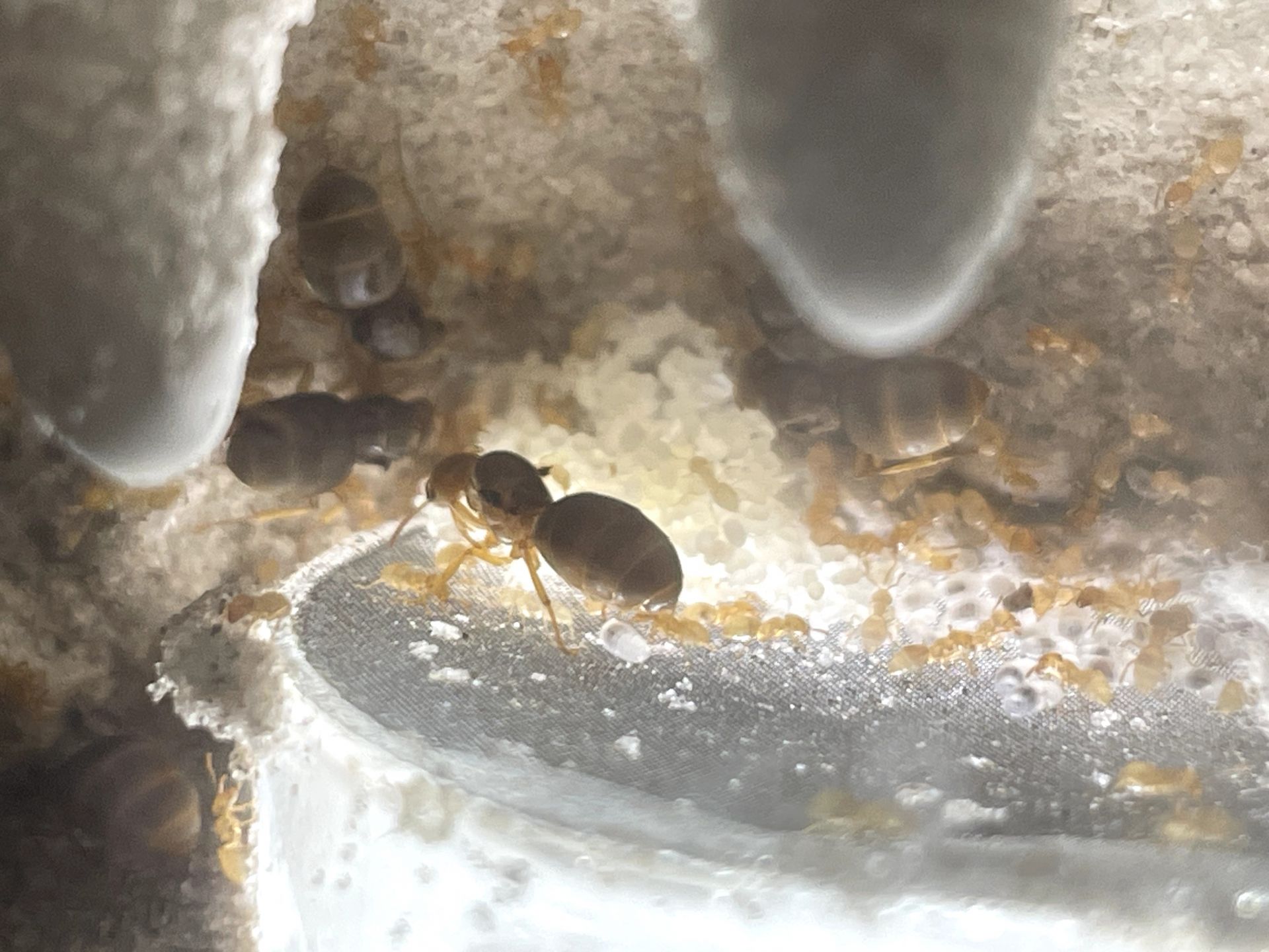 Lasius brevicornis 7-24-24