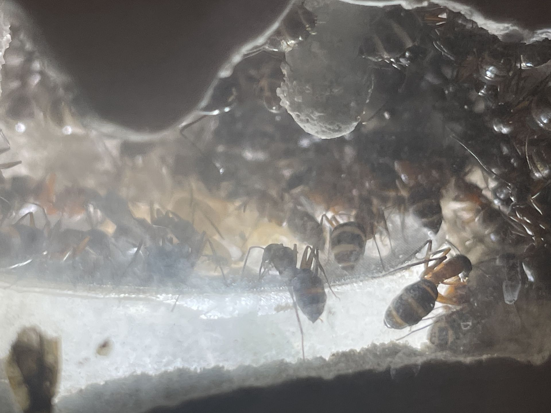 Camponotus chromaiodes 8-8-24