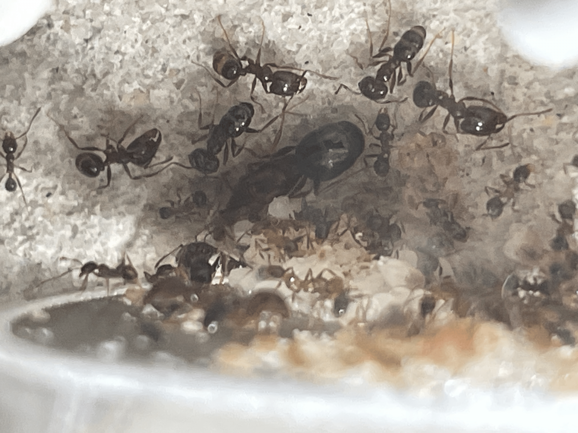 Pheidole pilifera 7-17-24