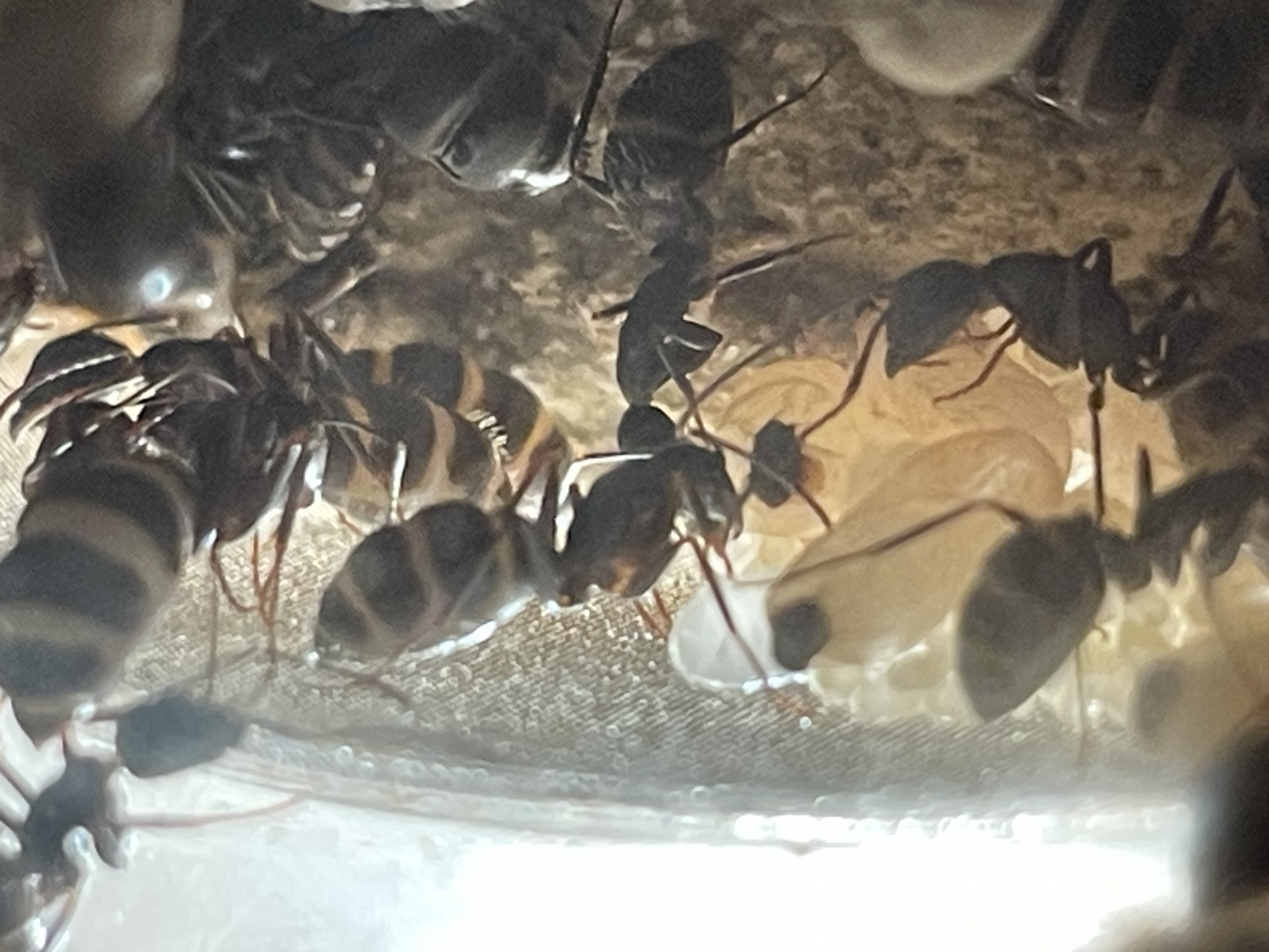 Camponotus. pennsylvanicus.