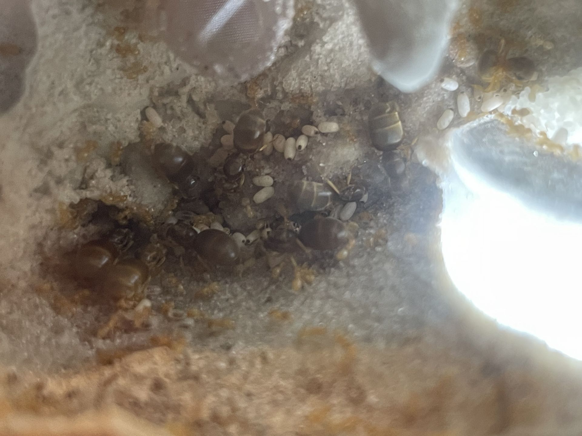 Lasius brevicornis 8-4-24