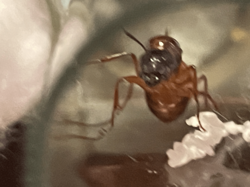 Camponotus Americanus