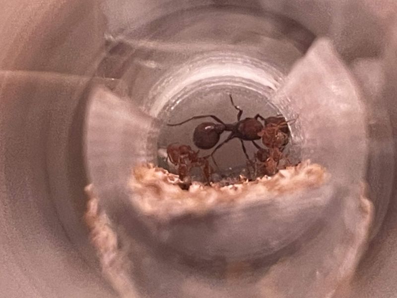 Pogonomyrmex badus 8-25-24