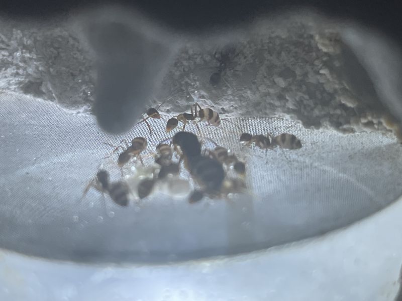 Camponotus subbarbatus 8-8-24