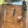 Camponotus subarbatus