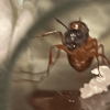 Camponotus Americanus