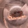 Pogonomyrmex badus 8-25-24