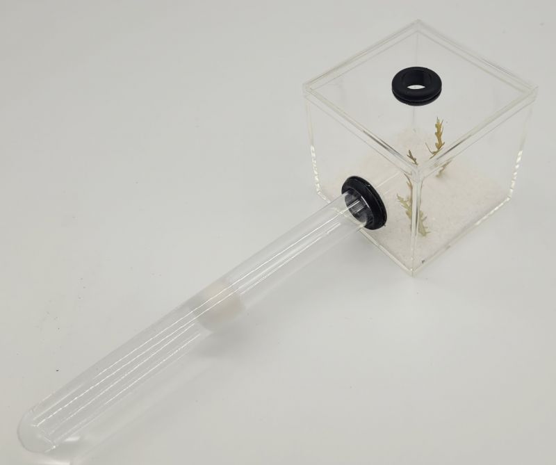 Myrmecology Lab Test Tube Formicarium