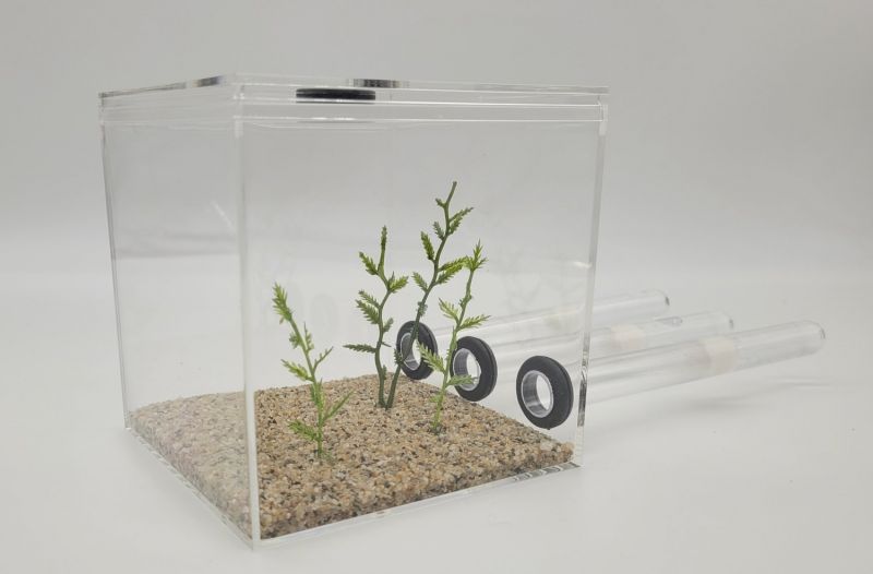 XL TEST TUBE FORMICARIUM - 2