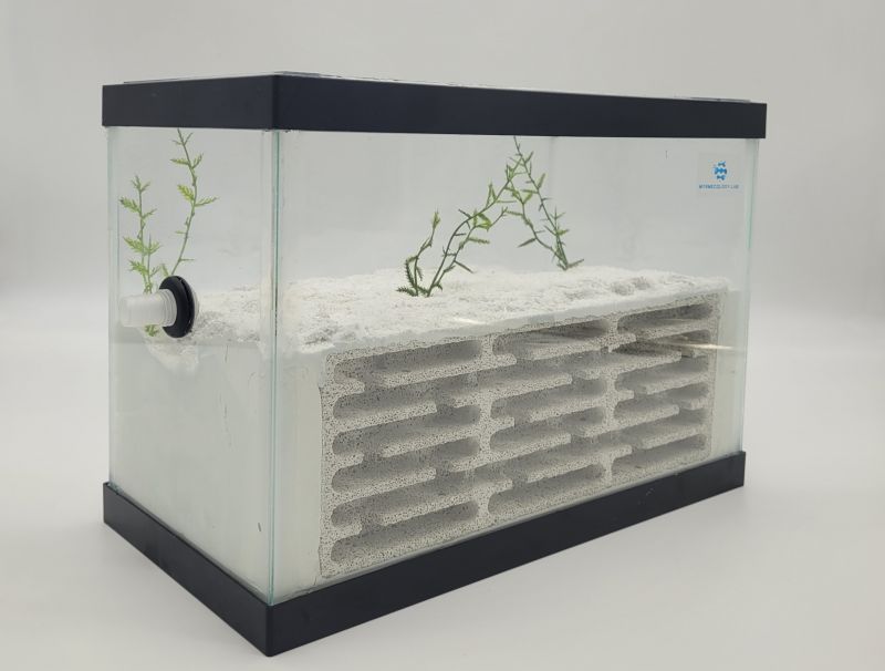 Maze Formicarium