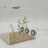 XL TEST TUBE FORMICARIUM - 2