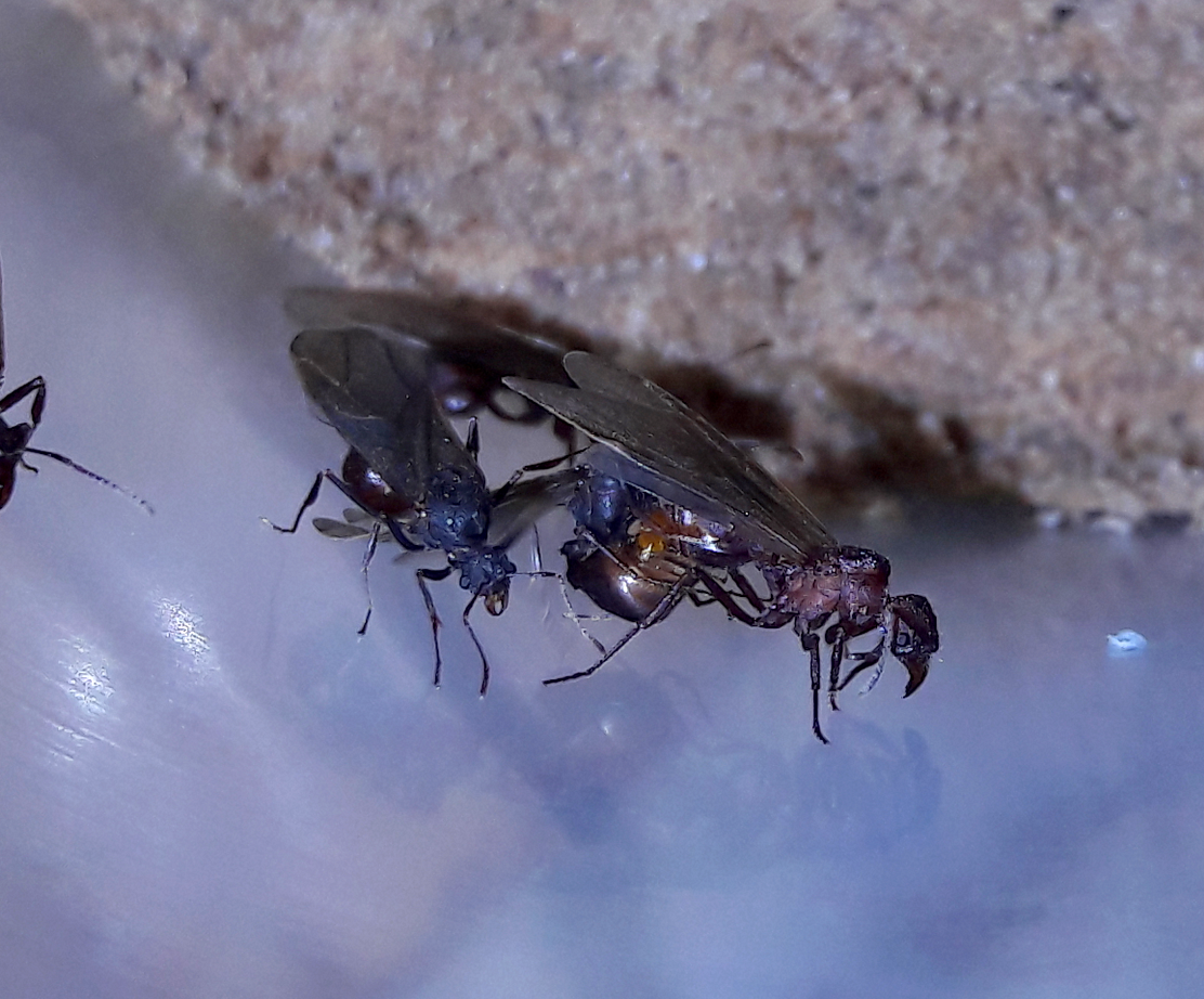 acromyrmex versicolor