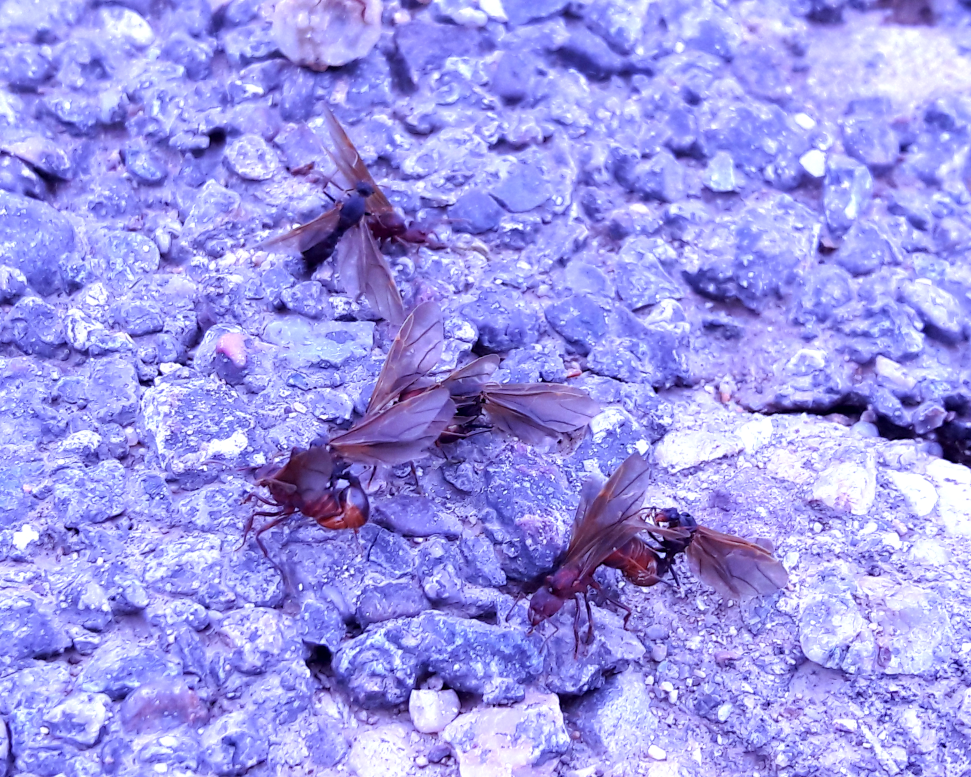 mating acromyrmex versicolor