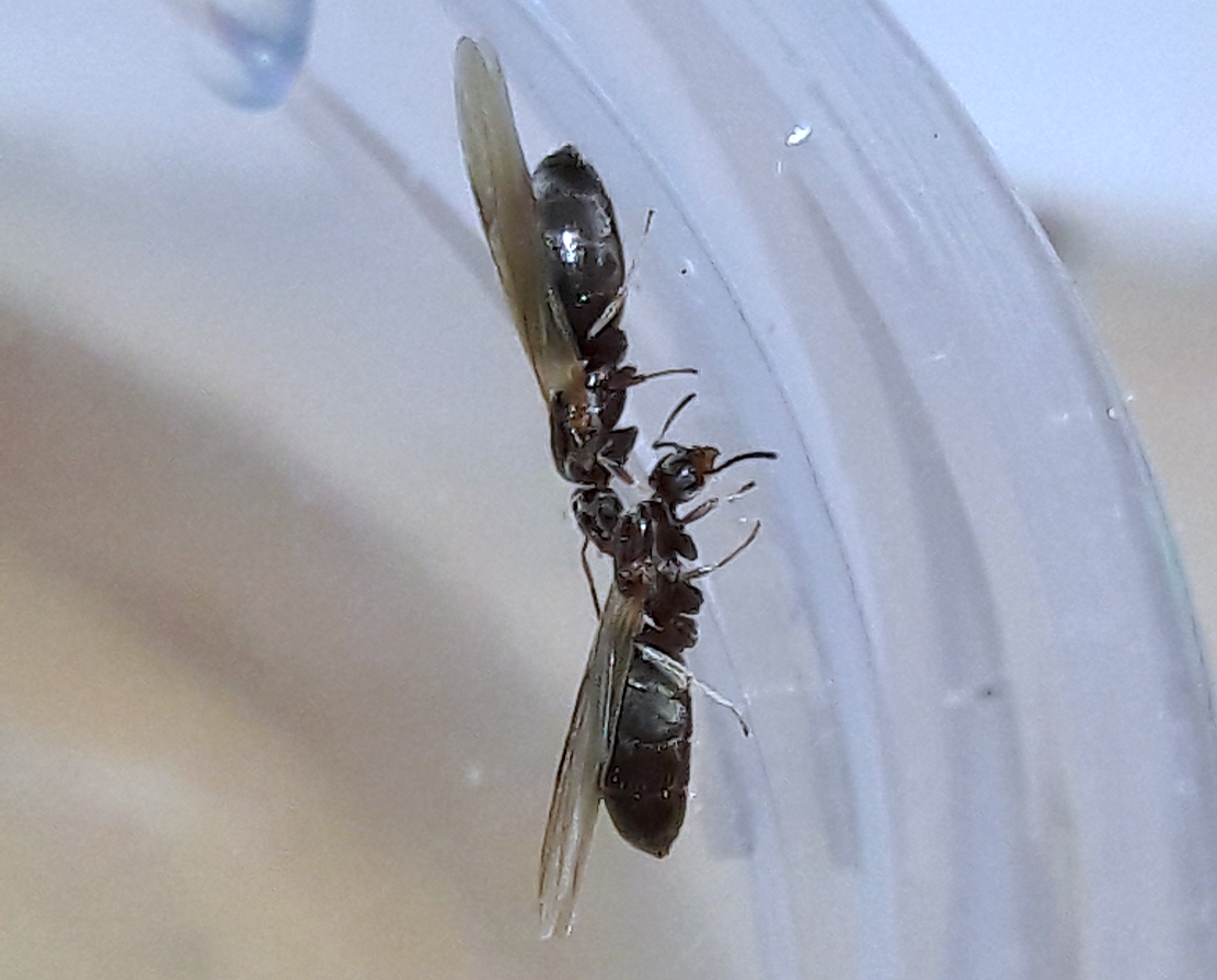 dorymyrmex insanus