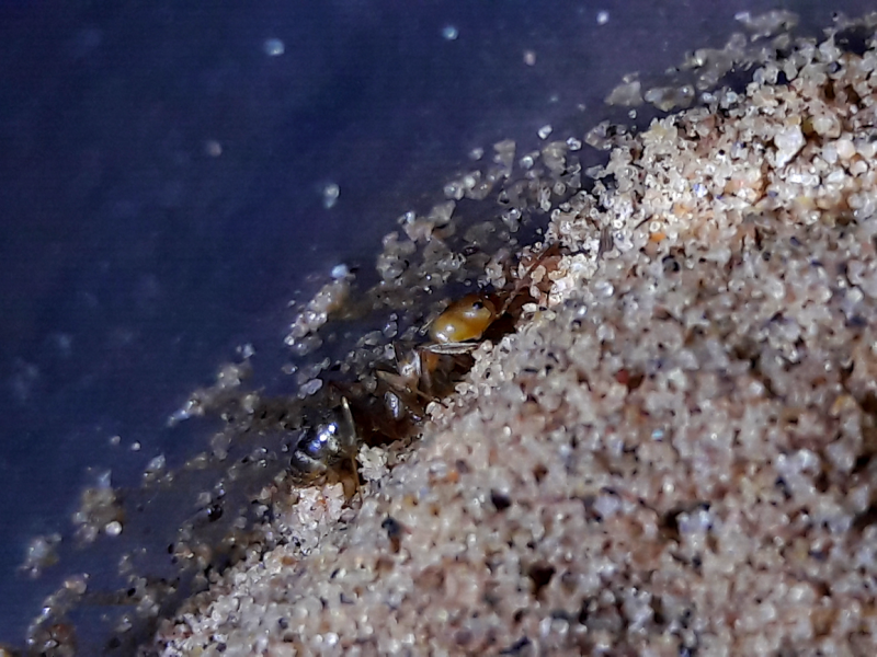 odontomachus desertorum nanitic