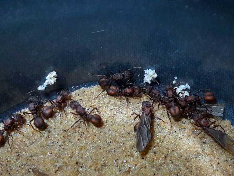 Acromyrmex 15 queen colony