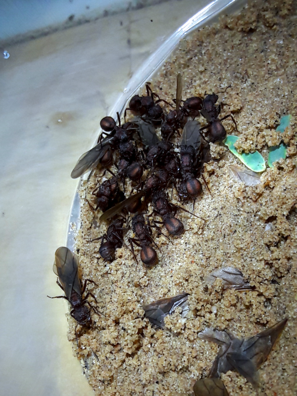 Acromyrmex versicolor polygynous 15 queen colony