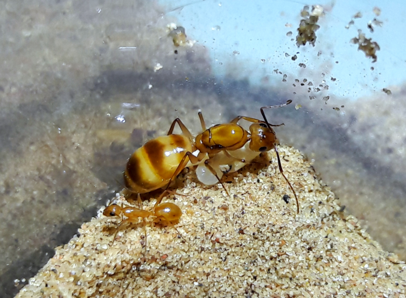 Camponotus fragilis foundress