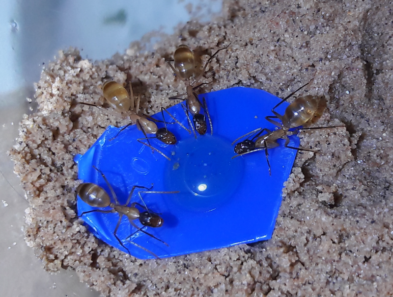 Camponotus ocreatus nanitics