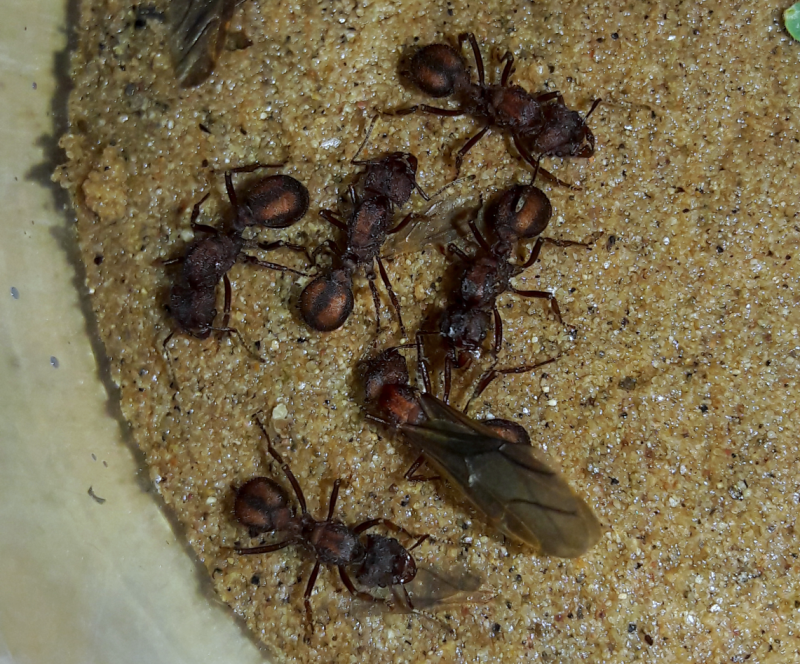 Acromyrmex versicolor polygynous 6 queen colony