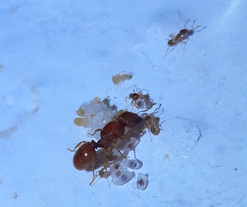 Pheidole spadonia