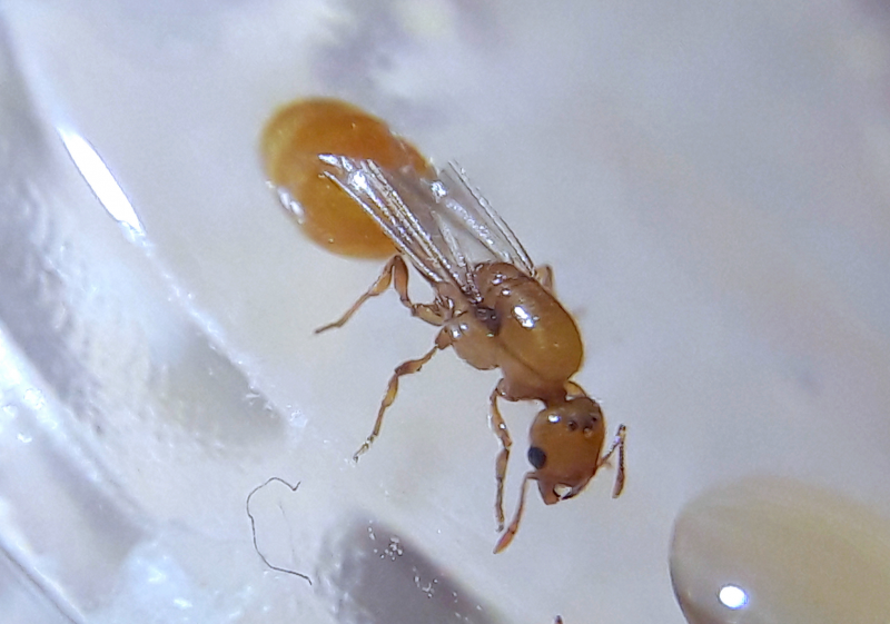 Solenopsis krockowi