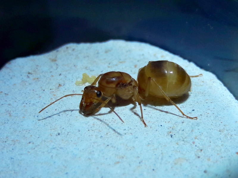 Myrmecocystus mexicanus - Mexican Honeypot ant