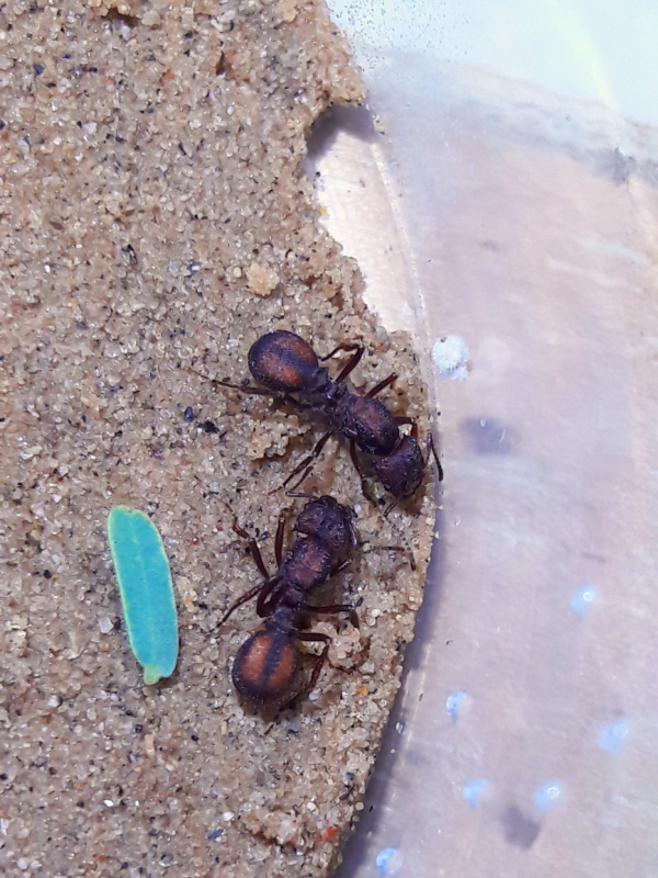 Polygynous acromyrmex versicolor