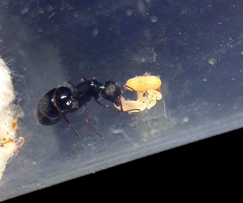 Camponotus trepidulus queen