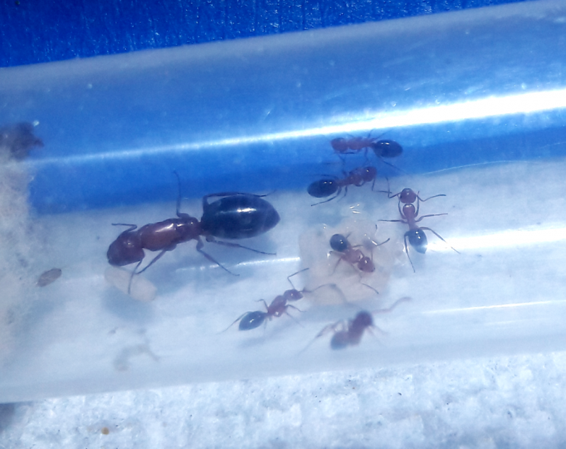 Camponotus sayi