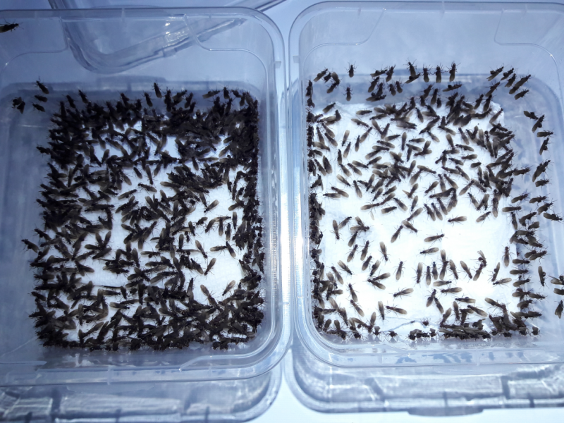 acromyrmex versicolor collection results