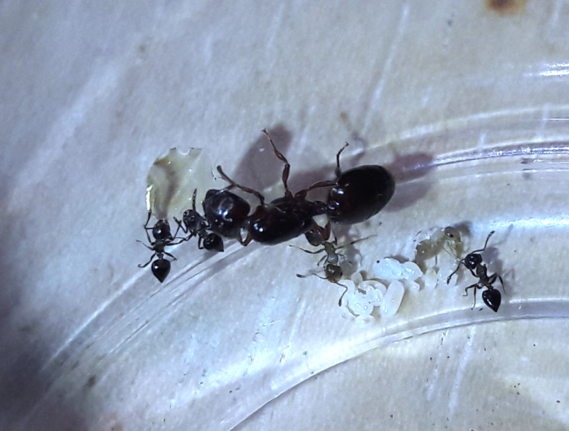 Crematogaster cerasi/lineolata