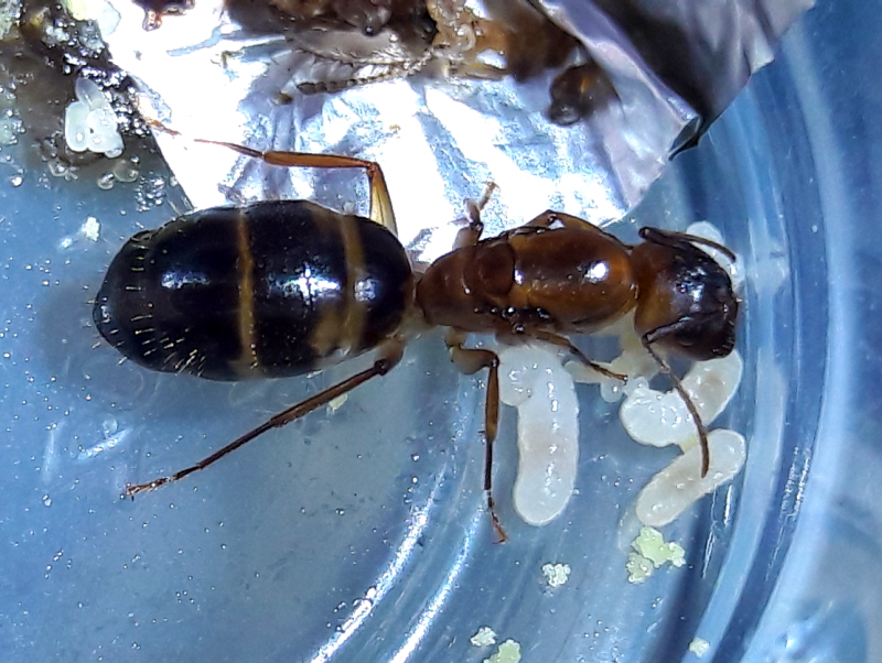 Camponotus puderosus