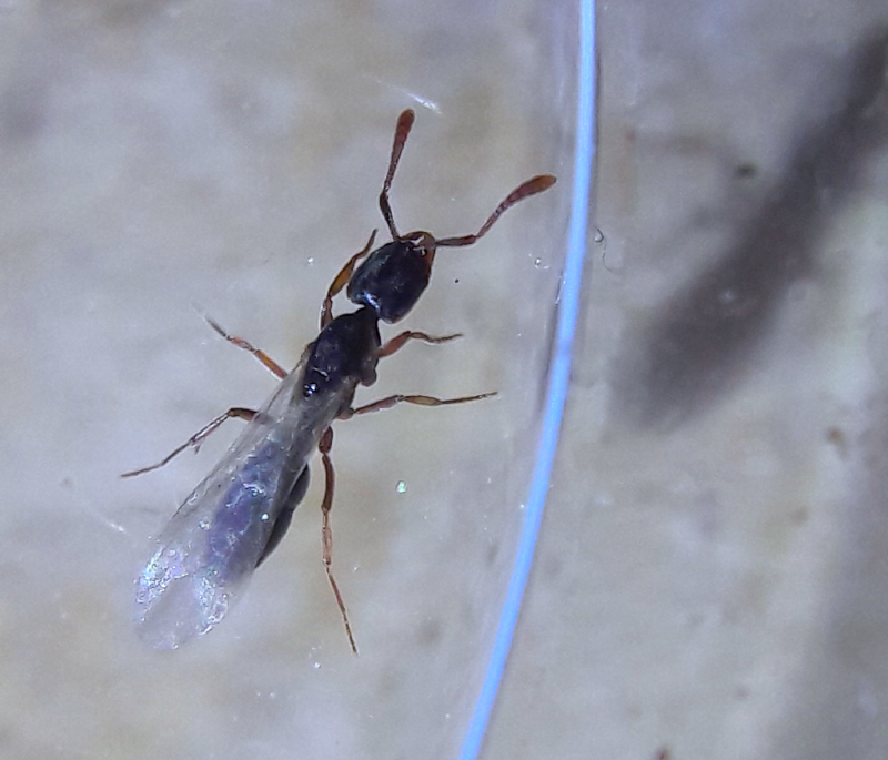 Hypoponera opacior-  Crypt ant