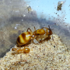 Camponotus fragilis foundress